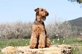 AIREDALE TERRIER 208